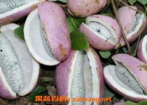 火龙果和八月瓜能一起吃,营养互补的养生佳品