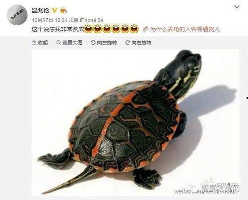 养乌龟的年轻明星,年轻偶像的乌龟生活日常