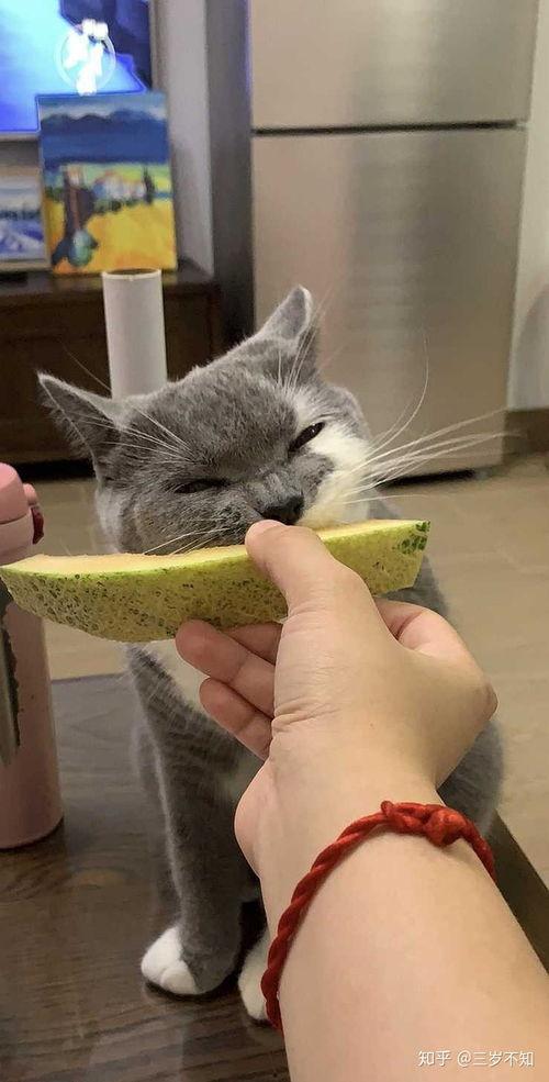 猫可吃哈密瓜,揭秘哈密瓜在猫饮食中的奥秘
