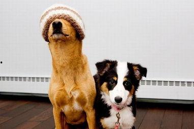 有明星狗吗,揭秘娱乐圈中的狗狗明星