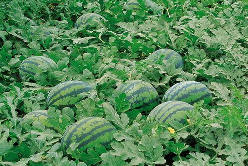 吃瓜系统2.0入口,揭秘娱乐圈幕后真相，带你走进全新娱乐资讯世界