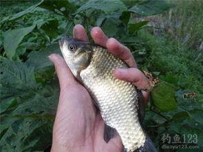 鲫瓜老师钓鲤鱼比赛视频,比赛视频深度解析