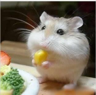 仓鼠画画吃瓜图片大全,趣味吃瓜图鉴大赏