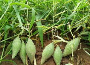 吃瓜树见造物,大自然的造物奇观