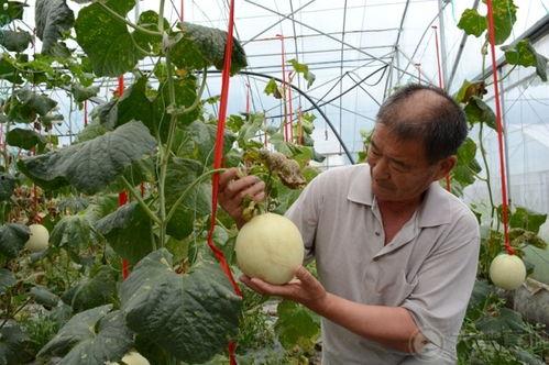 哈密瓜采摘吃瓜群众,采摘乐趣与美味共享